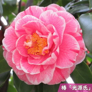   c Ђ邰 O炫 sN  }ؕc   A Ԗ  coL