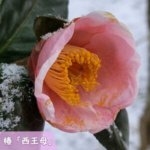 2024N12`4Jԕc   c d炫 sN  }ؕc ֒ A Ԗ  coL