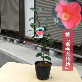 2026年1月～2月開花苗 椿 寒咲赤侘助 苗木 かんざきあかわびすけ 一重咲き 猪口咲き 極小輪 挿し木苗 椿庭木 鉢植え 花木 茶花 ツバキ