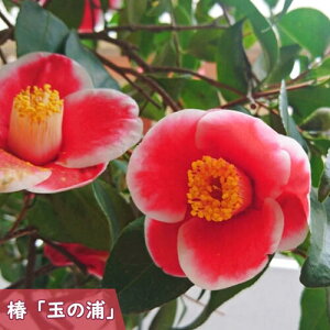 2025N3`4Jԕc  ʂ̉Y c ܂̂ d炫  }ؕc ֒ A Ԗ  coL