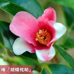 2025N3`4Jԕc  Ӓ̏ c 傤т d炫 炫 ɏ }ؕc ֘̏  A Ԗ  coL