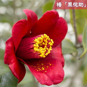 2025N3`4Jԕc  ̏ c т d炫 炫 ucoLn }ؕc ։iy  A Ԗ  coL