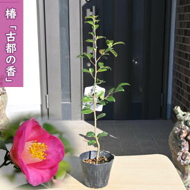 2026年2月～4月開花苗 椿 古都の香 苗木 ことのかおり 一重咲き 極小輪 挿し木苗 椿匂い椿 庭木 鉢植え 花木 茶花 ツバキ