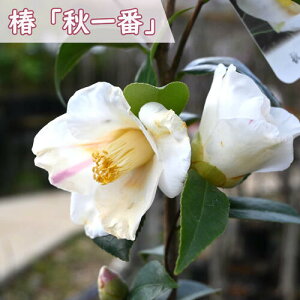 炫̒ H c d炫  }ؕc  փucoLn  A Ԗ  coL