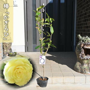   c d炫  }ؕc   낤z  A Ԗ  coL