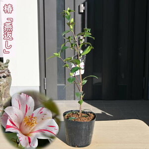 2025年2月〜4月開花 椿 燕返し 苗木 八重咲き ラッパ咲き 挿し木苗 大輪 椿庭木 鉢植え 花木 茶花 ツバキ