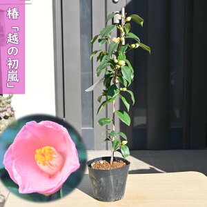 2025N3J  z̏ c ̂͂炵 d炫 }ؕc ֒ A Ԗ  coL