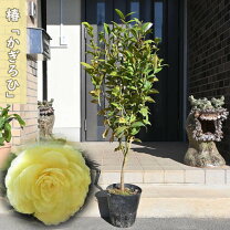 楽天市場】椿 ロビラキの通販