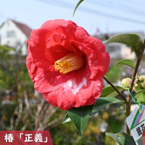 2025N3`4Jԕc  ` c ܂悵 d炫 @؍炫  }ؕc ֒ A Ԗ  coL