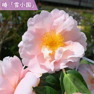 2025N3`4Jԕc  Ꮼ c 䂫 d炫   }ؕc ֒ A Ԗ  coL