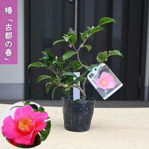 2026N2`4Jԕc  Ós̏t Ƃ̂͂ |bgc }ؕc ֒ A Ԗ  coL