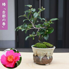 2026年2月～3月開花 椿 古都の春 ことのはる　挿し木 鉢植え ミニ 盆栽仕立て 鉢花 椿鉢植え 花木 茶花 ツバキ