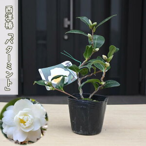 2026N2`4Jԕc  o^[~g |bgc }ؕc m d炫 ֒ A Ԗ  coL