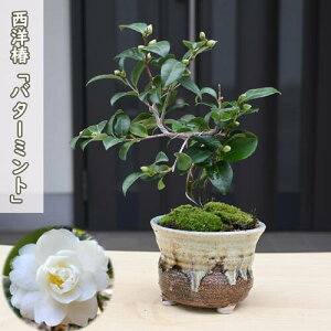 2026N2`4Jԕc  o^[~g A ~͎d } m d炫 ֒ A Ԗ  coL