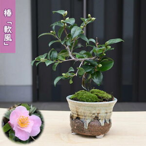 2026N2`4J   ivE A ~͎d }ؕc d炫 ֒ A Ԗ  coL