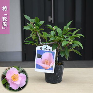 2026N2`4Jԕc   ivE |bgc }ؕc d炫 ֒ A Ԗ  coL