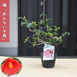 2026N2`4Jԕc  ߂Ȃ璹 |bgc }ؕc d炫 ֒ A Ԗ  coL