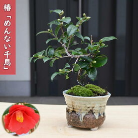 2026年2月～4月開花苗 椿 めんない千鳥 鉢植え 盆栽仕立て 挿し木 八重咲き 椿庭木 鉢植え 花木 茶花 ツバキ