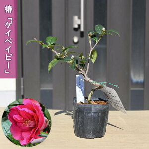 2026N2`4Jԕc  QCxCr[ |bgc }ؕc d炫 ֒ A Ԗ  coL