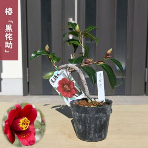 2026N2`4Jԕc  ̏ |bgc }ؕc d炫 ֒ A Ԗ  coL