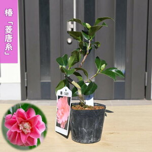 2026N2`4Jԕc  H |bgc }ؕc d炫 ֒ A Ԗ  coL