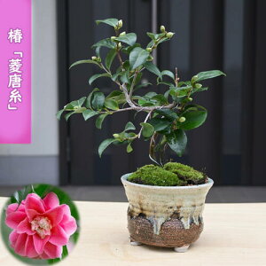 2026N2`4J  H A ~j ~͎d d炫 ֔A Ԗ  coL