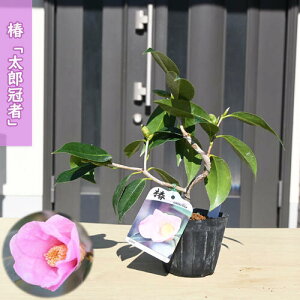 2026N2`4Jԕc  Y |bgc }ؕc d炫 ֕ʖ Ly  A Ԗ  coL