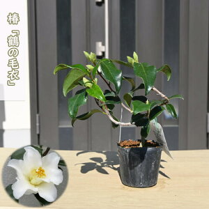 2026N2`4Jԕc  ߂̖ш |bgc }ؕc   A Ԗ  coL