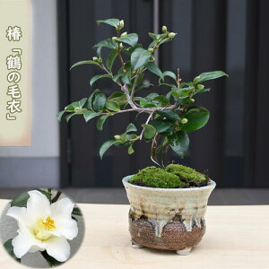 2026N2`4J  ߂̖ш A ~j ~͎d }ؕc  A Ԗ  coL