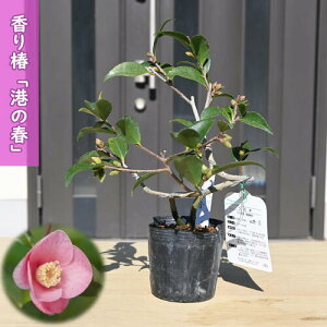 2026N2`4Jԕc  `̏t |bgc }ؕc    A Ԗ  coL