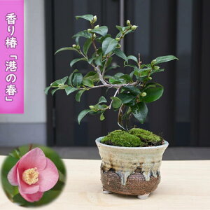 2026N2`4J  `̏t A ~j ~͎d   A Ԗ  coL