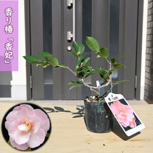 2026N2`4Jԕc   |bgc }ؕc    A Ԗ  coL