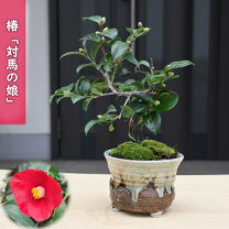 楽天市場】椿 盆栽の通販