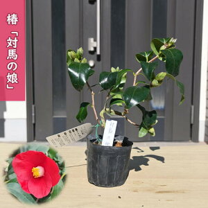 2026N2`4Jԕc  Δn̖ |bgc }ؕc  A Ԗ  coL