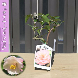 2026N2`4Jԕc  ^Cj[vZX |bgc }ؕc  A Ԗ  coL