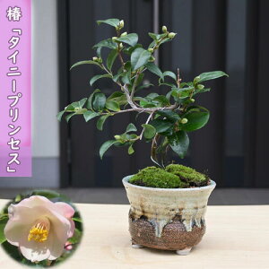 2026N2`4J  ^Cj[vZX A ~j ~͎d A Ԗ  coL