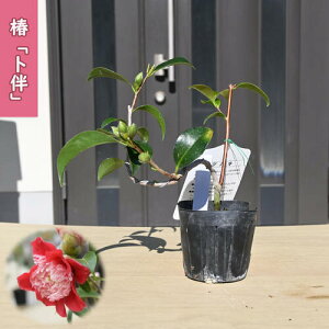 2026N2`4Jԕc  m |bgc }ؕc  A Ԗ  coL