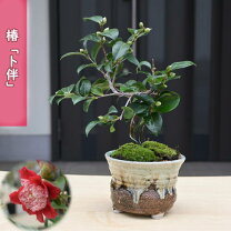 楽天市場】盆栽 椿の通販
