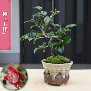 2026N2`4J  m A ~j ~͎d A Ԗ  coL