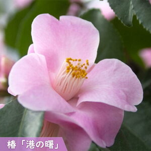 2026N2`4Jԕc  `̏ |bgc }ؕc   A Ԗ  coL