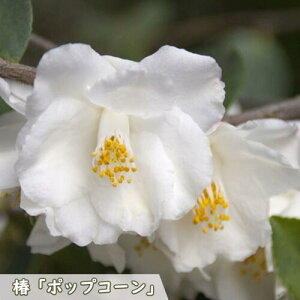 2026N1`4Jԕc փ|bvR[ |bgc }ؕc    A Ԗ  coL