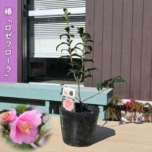 2026N2`3Jԕc  [t[ |bgc }ؕc m  A Ԗ  coL