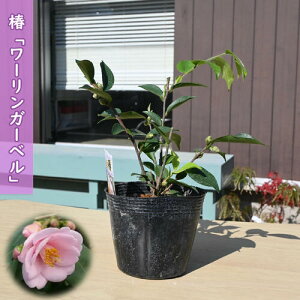 2026N1`3Jԕc  [K[x |bgc }ؕc    A Ԗ  coL