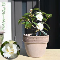 楽天市場】小品盆栽 椿の通販