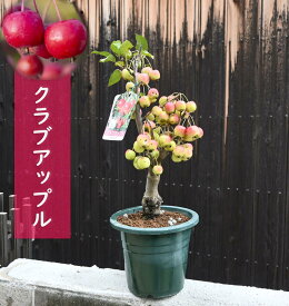 父の日ギフト 2025年自分用やお誕生日プレゼントに 小さいりんご実付きでお届け 姫りんご鉢植えアップル自宅用プレゼント用としてもおすすめです贈り物に　りんご 苗木 姫りんご鉢植えでも楽しめるりんごです姫林檎 母の日の贈り物に