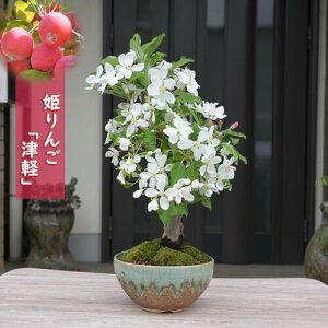 ȃ蕨Ɂ@P񂲖~ Ìy PS My 