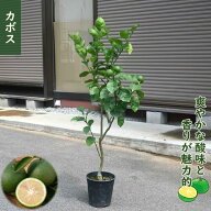 ※9月実はついておりません。 かぼす 苗 自宅用のプレゼントに開花後実がなります　果樹　柑橘 秋の味覚 …
