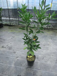 Ă悤C@₨ȂǕLpo܂BCc