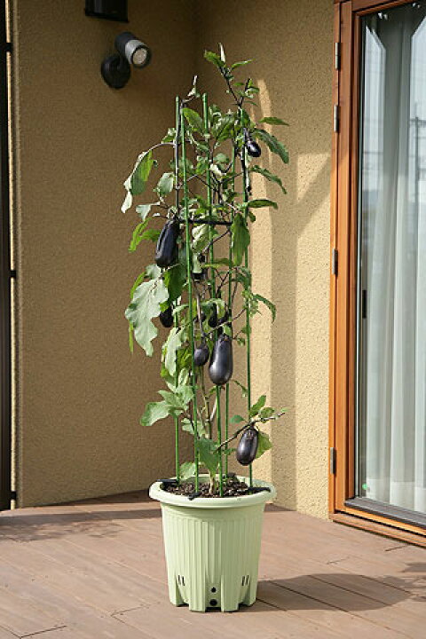 楽天市場 安心安全 野菜作りの 丸型プランター 大型プランターでプチ ベランダ菜園を 園芸百貨店何でも揃うこぼんさい