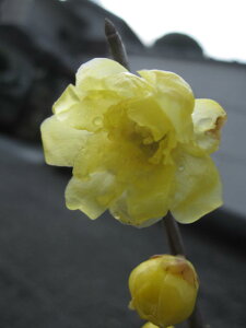 2026N2JԂ̘X~c EoCc@~X~ EoCc肪΂炵@EoC